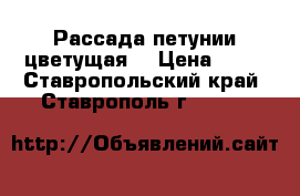 Рассада петунии цветущая  › Цена ­ 50 - Ставропольский край, Ставрополь г.  »    